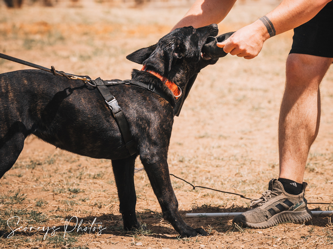 dog training bite work