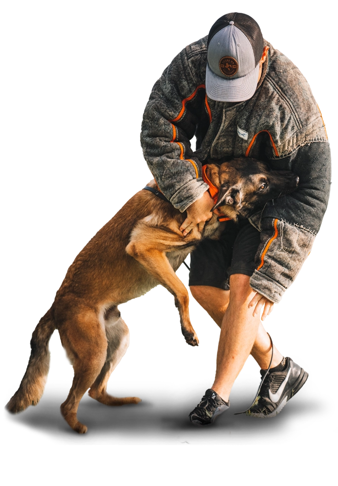 dog training bite work